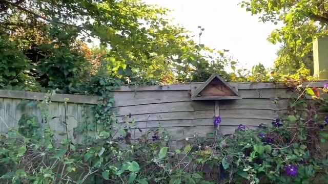 Mid and Late Summer flowering clematis смотреть онлайн