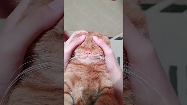 Жмурки#котенок #тикток #жмурки #солнышко_рыжее #шотландскиекотята #забавы #игры смотреть онлайн