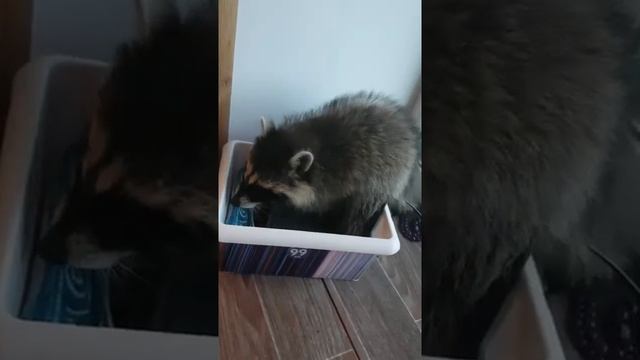 еноты вечно роются в чужих вещах и наводят бардак. енот витя перерыл все мои вещи смотреть онлайн