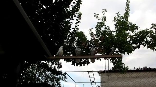 Николаевские голуби Сергея Родионова. (Откровенный разговор) Волгоград. Часть 125 смотреть онлайн