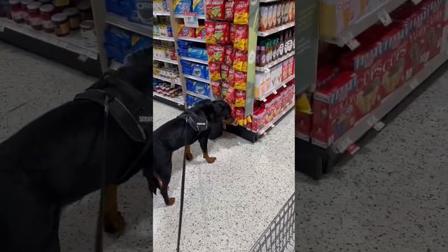 С собакой по США #собака #собакавсша #беженцы смотреть онлайн
