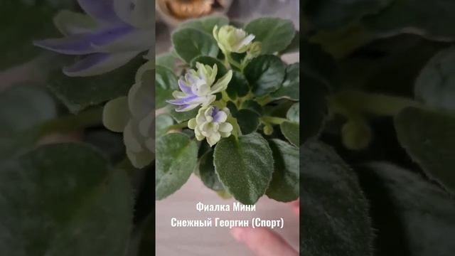 Сортовая Мини Фиалка Снежный Георгин Спорт смотреть онлайн