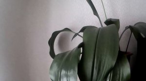 Почему не цветёт амазонская лилия ? Как заставить зацвести эухарис.