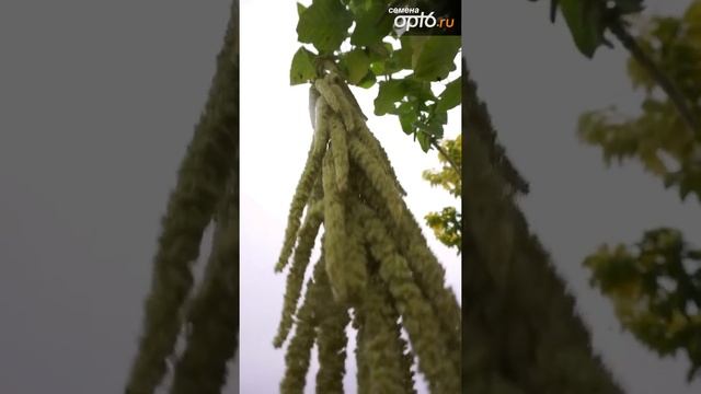 Веганская Кухня: Идеи и Рецепты