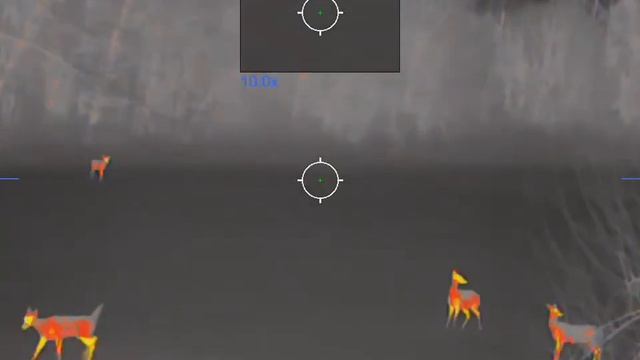 Thermal Test - Pulsar Thermion 2 XQ35 Pro