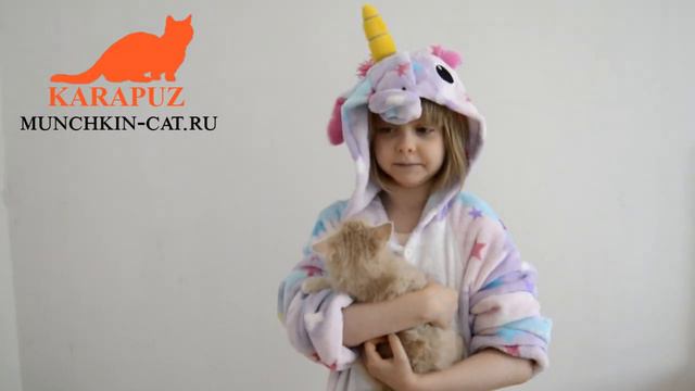 Аня о породе Манчкин