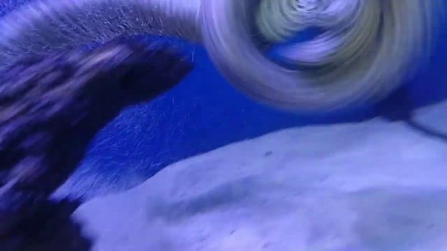 Леопардовая мурена (схватка). смотреть онлайн