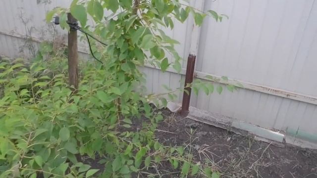 СЛИВА+АБРИКОС СОРТА АПРИСАЛИ. смотреть онлайн