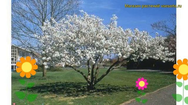 Вишня мелкопильчатая Тайхаку. Краткий обзор, описание характеристик prunus serrulata Taihaku смотреть онлайн