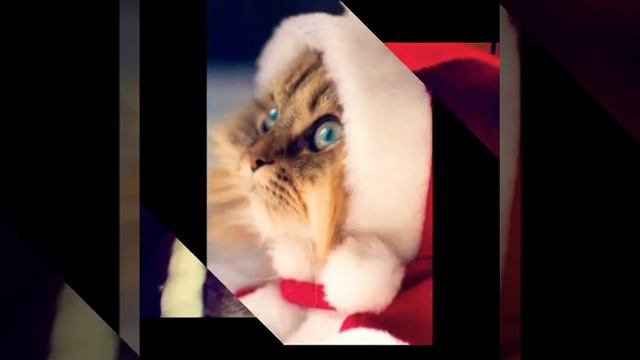 #2. Рождественские котики:3 Они такие замурчательные:3 смотреть онлайн