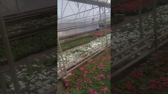 Наманган гуллар шахри! смотреть онлайн