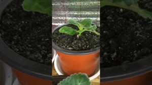 Глоксиния и ее вредители, гусеницы и как с ними бороться