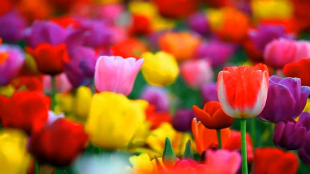 Тюльпаны смотреть онлайн