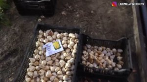 ПОСАДКА ТЮЛЬПАНОВ НА ВЫГОНКУ К 8 МАРТА