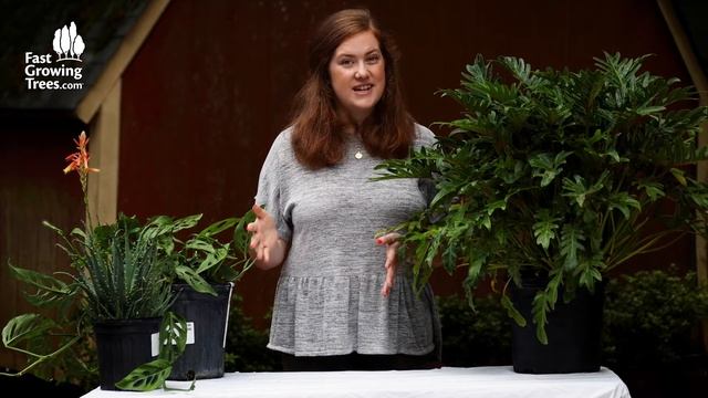 Xanadu Philodendron 'Winterbourn' | FastGrowingTrees.com смотреть онлайн