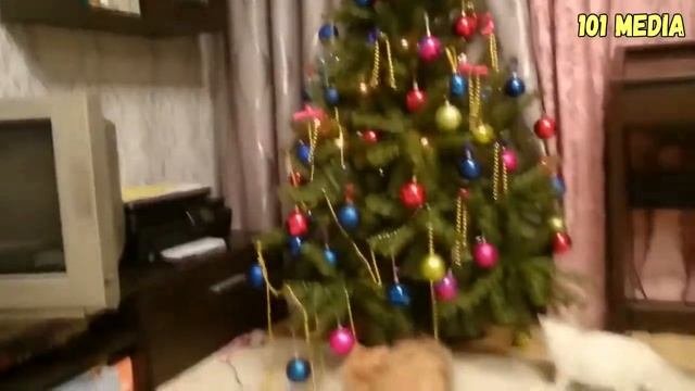 Новогодние коты супер ржака смотреть онлайн