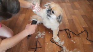 Стрижка пекинеса машинкой. До и после