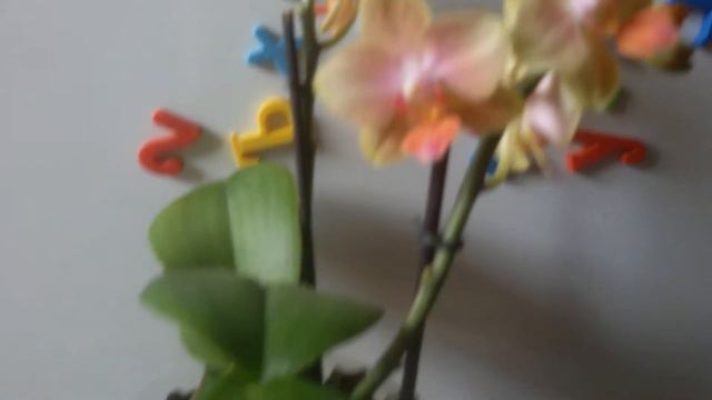 Новая орхидея!Пересаживать,или нет? смотреть онлайн