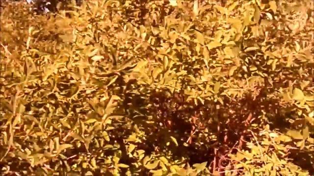 13 06 2017 Сбор жимолости в платном плодопитомнике(Покупка жимолости) смотреть онлайн