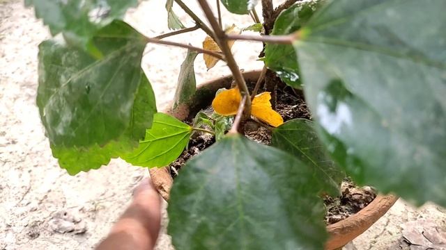 কালো জবা ফুল গাছের প্রতিস্থাপন পরিচর্যা কিভাবে করবেন? How to take care of black jaba flower plant | смотреть онлайн