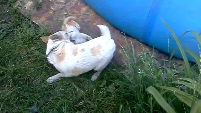 кот и пес дерутся смотреть онлайн