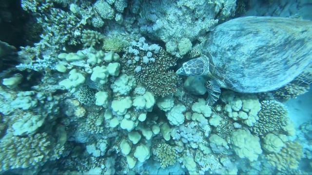 Tauchen im Roten Meer 1/2022 - Red Sea Diving (Robinson Club Soma Bay) смотреть онлайн