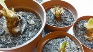 ⚠ Гиппеаструм / Амариллис. Зимнее содержание. Уход. Растение долгожитель. Amaryllis or Hippeastrum