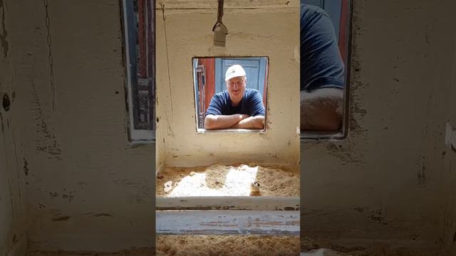 ЦЫПЛЯТА НА ОПИЛКАХ! смотреть онлайн