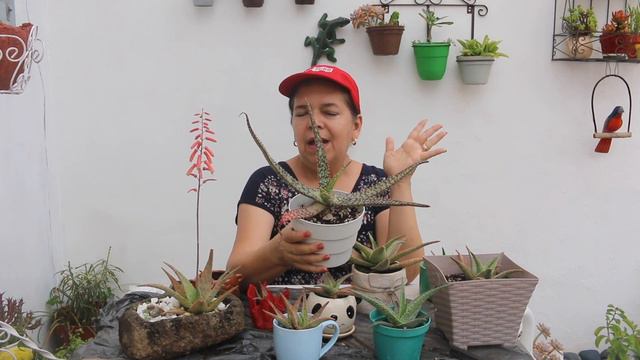 Aloe Pink blush / Suculenta exótica de pocos cuidados. liclonny смотреть онлайн