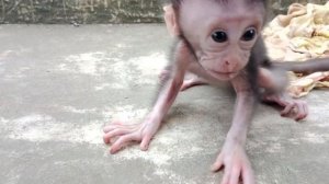 Маленькие обезьянки.