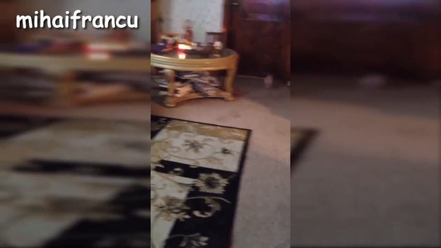 Mini Pig - A Cute Micro Pig Videos Compilation 2016 || NEW HD смотреть онлайн