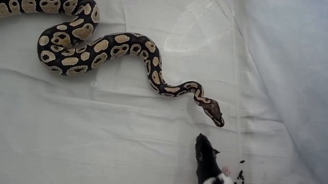 Fire Ball Python feeding response смотреть онлайн