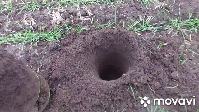 Запасы влаги 2021 на озимой пшенице . Делать анализ влаги или нет ? Кидать селитру в январе ? смотреть онлайн