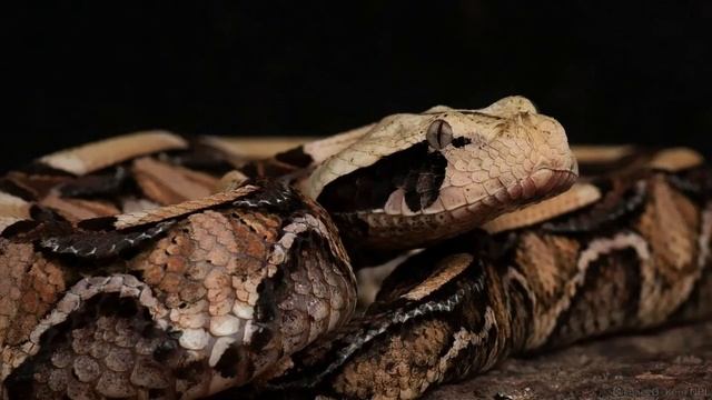 Габонская гадюка – одна из самых ярких представительниц семейства пресмыкающихся смотреть онлайн