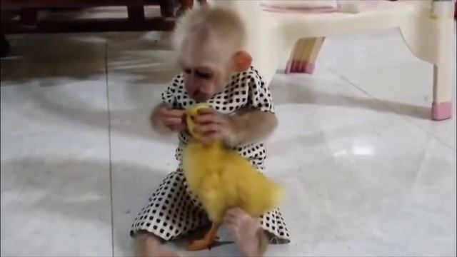 ОБЕЗЬЯНКА МАЛЫШ И ЕГО ДРУГ УТЁНОК 1 смотреть онлайн