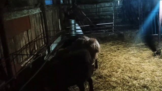 Отделили Эдильбаевских овец к барану на случку | Овцеводство смотреть онлайн