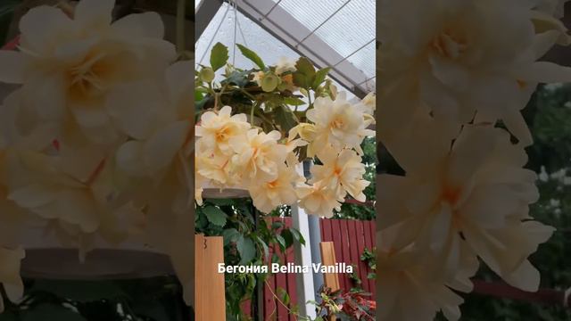 Бегония Belina Vanilla (Белина Ванила) смотреть онлайн