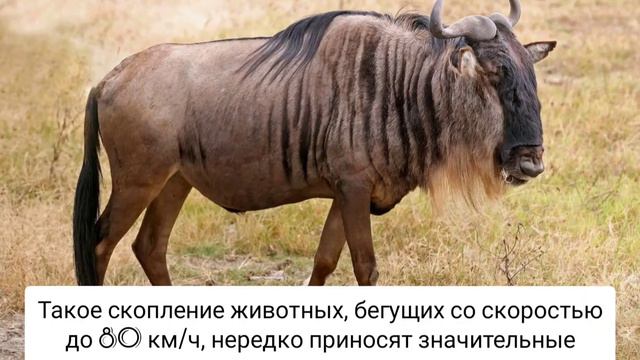 10 самых быстрых животных смотреть онлайн