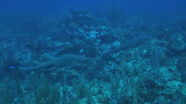 Belize Barrier Reef смотреть онлайн