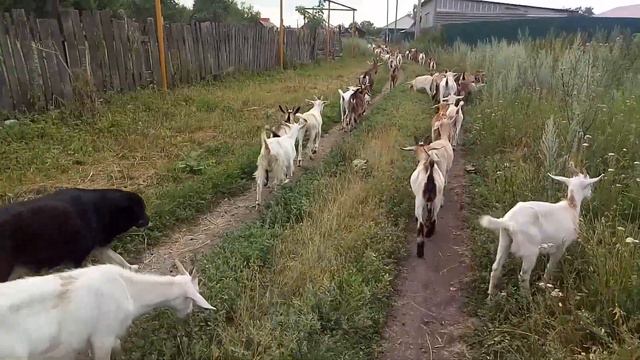 Сгорел сарай - гори и хата.... смотреть онлайн