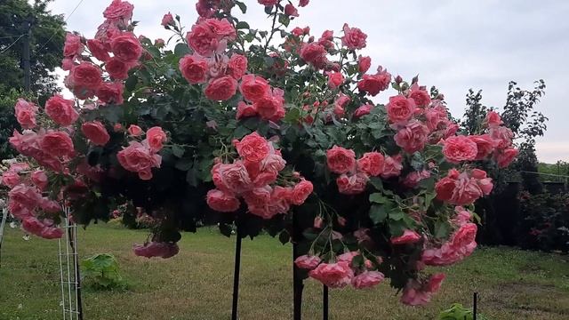 Штамбовая роза "Розариум Ютерзен " . Июнь 2022. смотреть онлайн