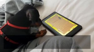 ✔ Такса, Плюсы и минусы,  Хорошее и плохое