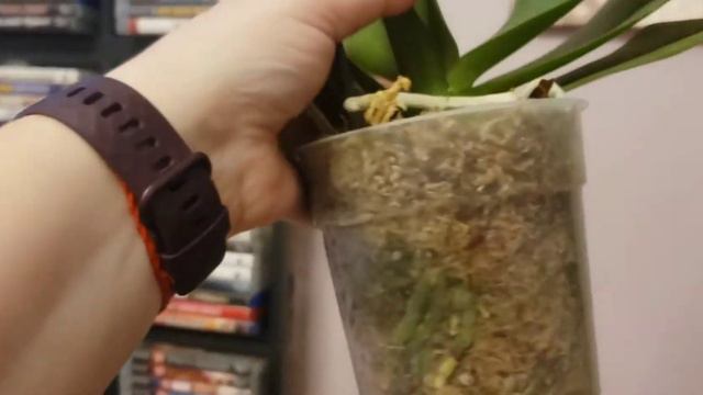 Новиночка ! Красотка с венами на лепестках. смотреть онлайн
