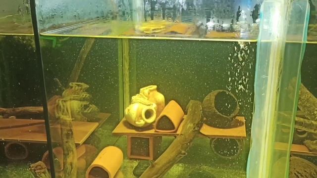 Рассаживаю Номерных сомов по отсекам смотреть онлайн