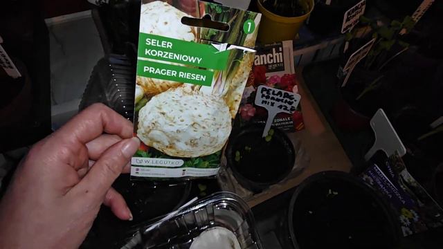 🌱 Młode siewki roślin 21.II.2024r смотреть онлайн