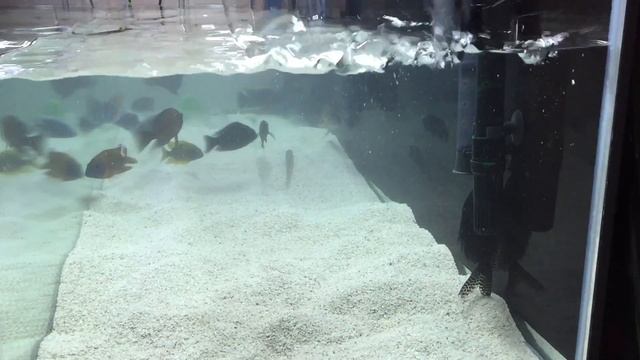 125g African Cichlid Aquarium - Deep Cleaning / Rescape смотреть онлайн