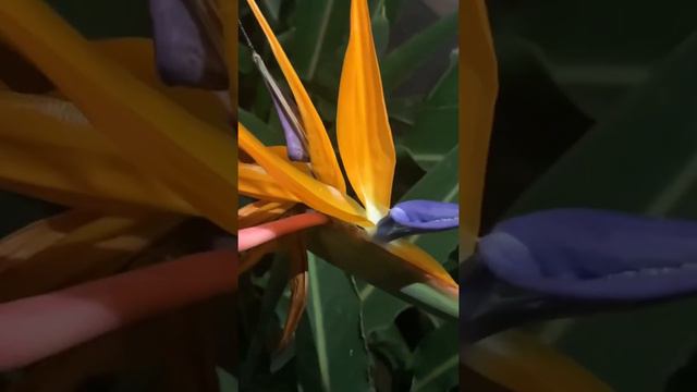 Bird Of Paradise