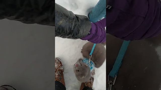 Норка, видео животного в домашних условиях. смотреть онлайн