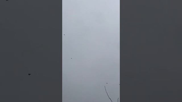 Турецкая Такла в Пятигорске.зимний гон молодёжи. смотреть онлайн