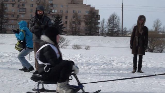 Хаски, маламуты и другие